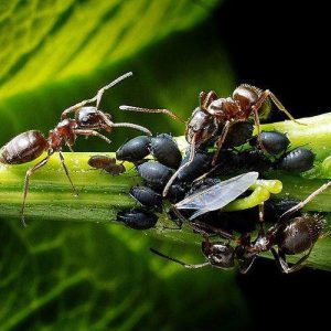 pulgón y hormigas